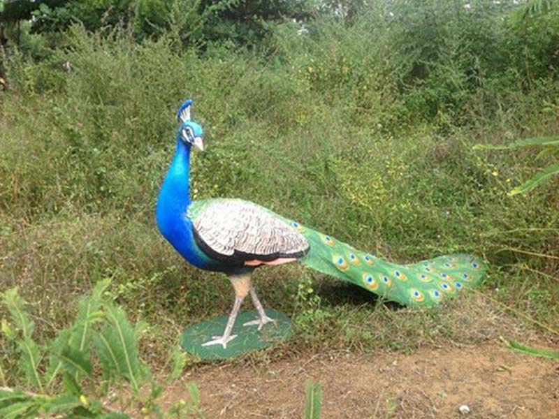 PEACOCK